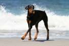 Dobermann al mare