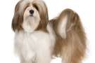 Lhasa apso adulto