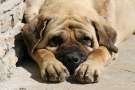 English Mastiff sdraiato al sole