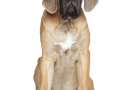 Old English Mastiff seduto