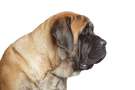 English Mastiff profilo del capo