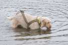 Spinone italiano in acqua