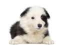 Cucciolo di Border collie con sfumature scure