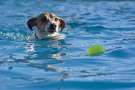 Jack russell terrier fa il bagno in piscina