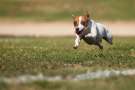 Jack russell terrier corre sul prato