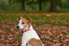 Jack russell terrier seduto