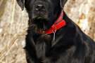 Labrador retriever nero con collare rosso