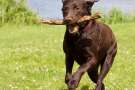 Labrador retriever marrone gioca col padrone