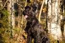 Schnauzer Gigante seduto nel bosco