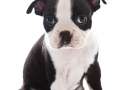 cucciolo di Boston Terrier