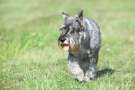 Standard schnauzer cammina verso l'obiettivo