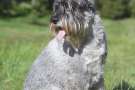 Standard schnauzer seduto