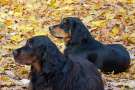 Coppia di setter gordon sdraiati tra le foglie