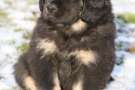 Cucciolo di Tibetan Mastiff seduto