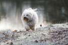 Bichon tenerife corre sul prato