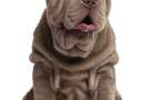 Shar pei adulto marrone