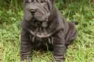 Cucciolo di Shar pei nero