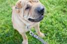 Shar pei al guinzaglio