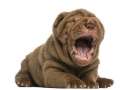 Cucciolo marrone di Shar pei sbadiglia