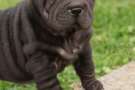 Shar pei cucciolo 