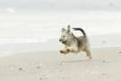 Shih tzu corre in spiaggia