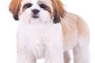 Piccolo Shih tzu