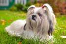 Shih tzu con le codine