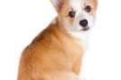 Cuccioli di Welsh Corgi Pembroke