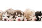 Cinque cuccioli di Siberian husky dormono uno accanto all'altro