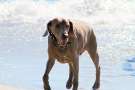 Weimaraner al mare