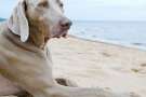 Weimaraner sdraiato sulla spiaggia