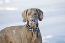 Weimaraner tra la neve in montagna