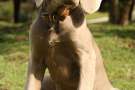 Cucciolo di Weimaraner seduto