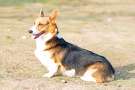 Welsh corgi pembroke seduto di profilo