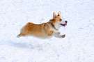 Welsh corgi pembroke corre sulla neve