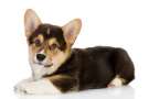 Cucciolo di Welsh corgi pembroke sdraiato