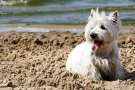 West highland white terrier in spiaggia