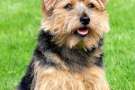 NORFOLK TERRIER al parco