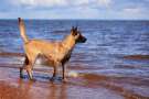 Malinois - Variante cane da pastore Belga