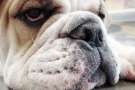 Bulldog Triste