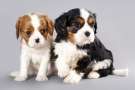 Due cuccioli di Cavalier king charles spaniel