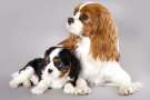 Cavalier king charles spaniel