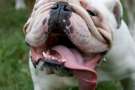 Bulldog Inglese, ipersalivazione