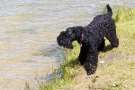 Kerry Blue Terrier lungo le rive del fiume