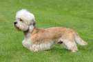 Dandie dinmont terrier sul prato