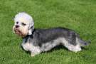 Dandie dinmont terrier scuro