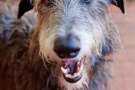 Deerhound scozzese  