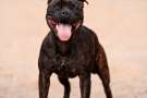 Staffordshire bull terrier di profilo