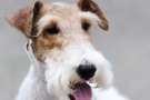 Fox terrier a pelo ruvido su sfondo grigio