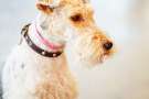 Razza Fox terrier a pelo ruvido 